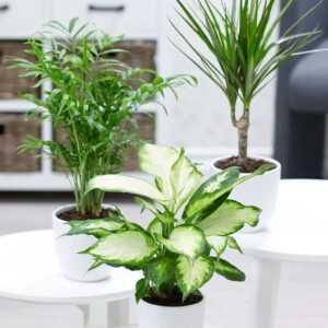 3er-Mix Luftreinigende Zimmerpflanzen 'Classic'
