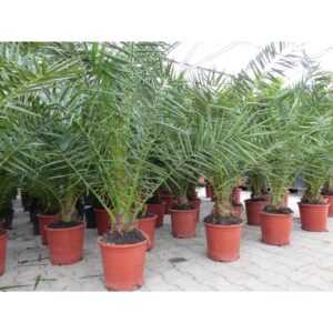 4 Stück Palme 90-120 cm, Phoenix canariensis, kanarische Dattelpalme, kräftige Palmen, keine Jungpflanzen