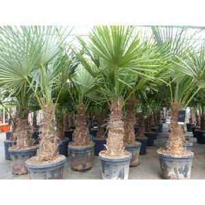 5 Stück XXL Stämme Palme winterhart 190 cm Trachycarpus fortunei, Hanfpalme, Top-Qualität
