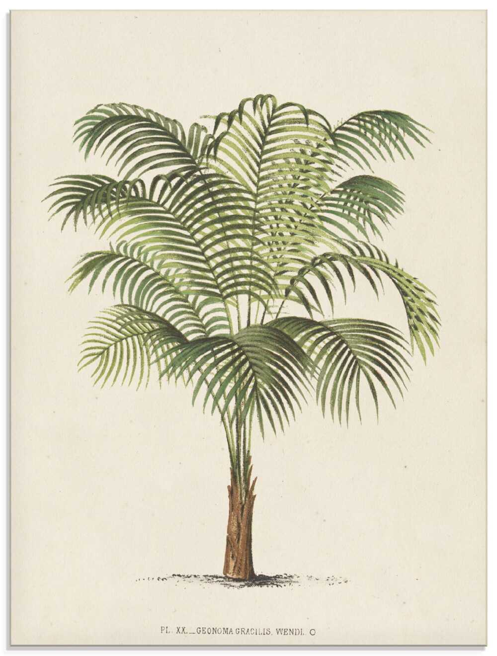 Artland Glasbild "Palme II", Pflanzen, (1 St.), in verschiedenen Grössen