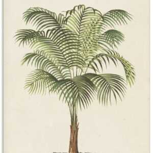 Artland Glasbild "Palme II", Pflanzen, (1 St.), in verschiedenen Grössen