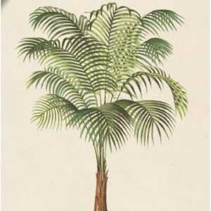 Artland Wandbild "Palme II", Pflanzen, (1 St.), als Leinwandbild, Poster, Wandaufkleber in verschied. Grössen