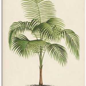 Artland Wandfolie "Palme I", Pflanzen, (1 St.)