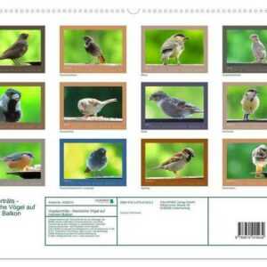 CALVENDO Wandkalender Vogelporträts - Heimische Vögel auf meinem Balkon (Premium, hochwertiger DIN A2 Wandkalender 2023, Kunstdruck in Hochglanz)