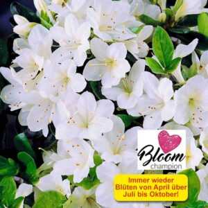 Durchblühende Azalee 'Bloom Champion' weiß