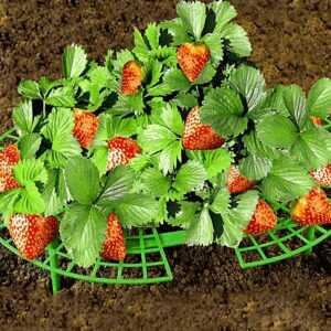 Erdbeer-Reifer
