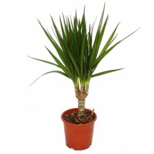 Exotenherz - Drachenbaum - Dracaena marginata - 1 Pflanze - pflegeleichte Zimmerpflanze - Palme