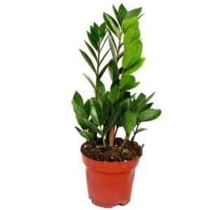 Exotenherz - Zamio Palme - Zamioculcas zamiifolia - 1 Pflanze - pflegeleicht - luftreinigend - 12cm Topf