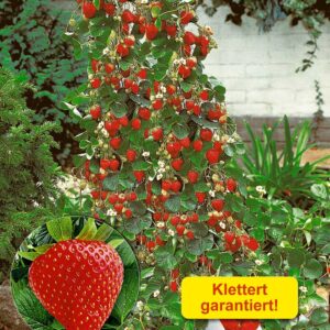 Kletter-Erdbeere 'Hummi®'