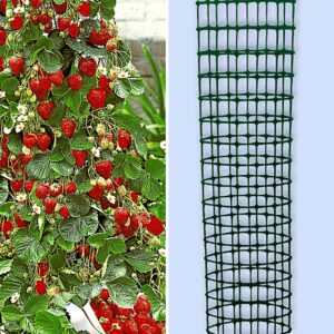 Kletter-Erdbeere 'Hummi®' und Dekorativer Rankturm