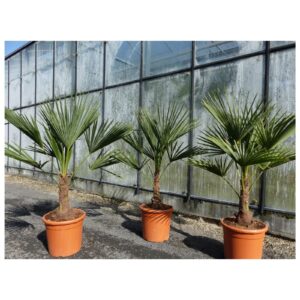 L Palme 100-120 cm Trachycarpus fortunei, Hanfpalme, winterhart + robust bis -18°C