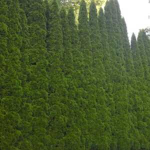 Lebensbaum-Hecke 'Smaragd' 40-60cm hoch