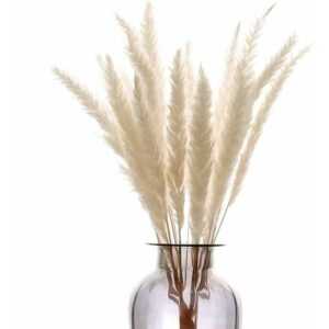 Minkurow - Getrockneter Rohrkolben 30 Stück, Bcc 55 cm Natürlicher Getrockneter Rohrkolben Künstlicher Dekorativer Blumenstrauß Vase Ast Pflanze