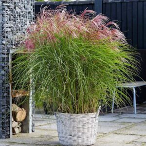 Miscanthus 'Red Cloud®'