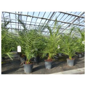 Palme 140 cm, Phoenix canariensis, kanarische Dattelpalme, kräftige Palmen Premium Qualität