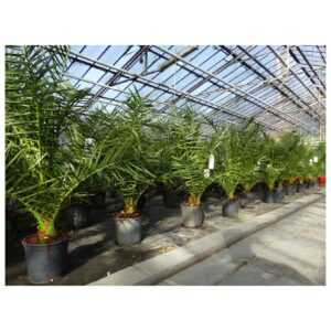 Palme 90-120 cm, Phoenix canariensis, kanarische Dattelpalme, kräftige Palmen, keine Jungpflanzen