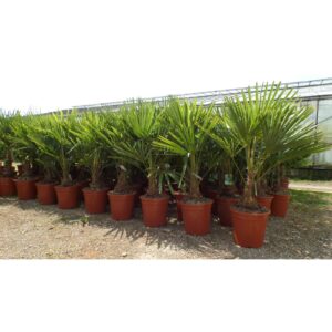 Palme XL 120-150 cm Trachycarpus fortunei, Hanfpalme, winterhart bis -18°C