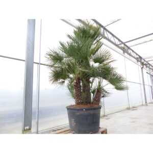 Palmengruppe Palme 280 - 285 cm Chamaerops Humilis, winterhart bis -12°C