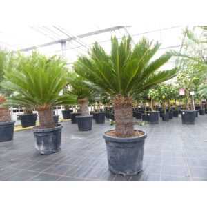 Palmfarn 130 cm Cycas Revoluta, bis 50 Wedel Sagopalme Palme, innen + außen