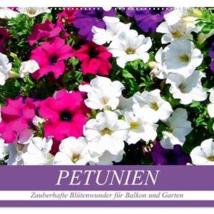 Petunien. Zauberhafte Blütenwunder für Balkon und Garten (Wandkalender 2024 DIN A2 quer), CALVENDO Monatskalender