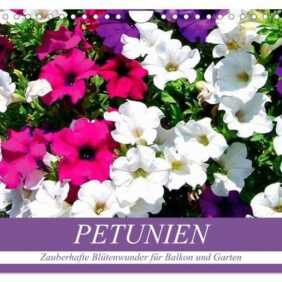 Petunien. Zauberhafte Blütenwunder für Balkon und Garten (Wandkalender 2024 DIN A4 quer), CALVENDO Monatskalender