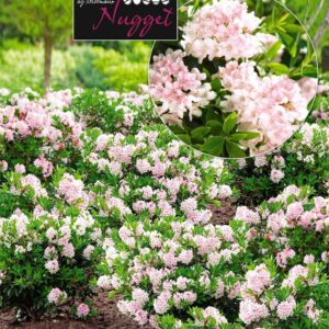 Rhododendron 'Nugget by Bloombux®'