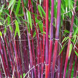 Roter Bambus 'Chinese Wonder'