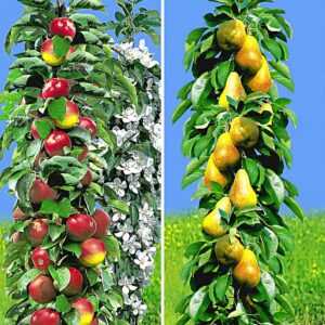 Säulen-Obst Kollektion Birne & Apfel