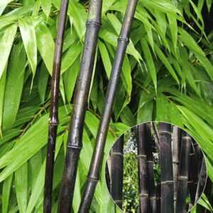 Schwarzer Bambus 'Black Pearl'