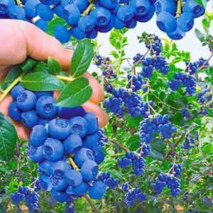 Trauben-Heidelbeere 'Reka® Blue'