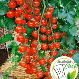 Veredelte Kirsch-Tomate 'Pepe' F1