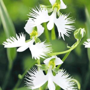 Weiße Vogelblume 'Habenaria Radiata'