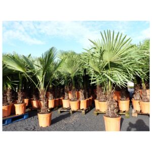 XXL Palme Stammhöhe 40-50 cm winterhart 160-180 cm Trachycarpus fortunei, Hanfpalme, Top-Qualität