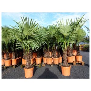 XXL Palme winterhart 140 - 160 cm Trachycarpus fortunei, Hanfpalme, Top-Qualität