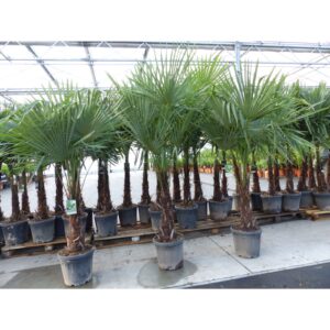 XXL+ Palme winterhart 170 - 190 cm Trachycarpus fortunei, Hanfpalme, Top-Qualität