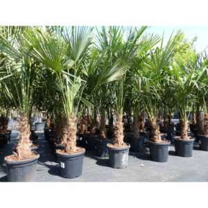 XXL Palme winterhart 180 - 190 cm Trachycarpus fortunei, Hanfpalme, Top-Qualität