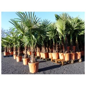 XXL Palme winterhart 180 cm Trachycarpus fortunei, Hanfpalme, Top-Qualität