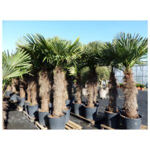 XXXXL 250 - 270 cm Trachycarpus fortunei 170 cm Stamm Hanfpalme, winterharte Palme bis -18°C