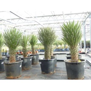 Yucca Palme Filifera, 100 cm, Stamm 30 - 40 cm Tambasi Yucca, winterhart -13 Grad