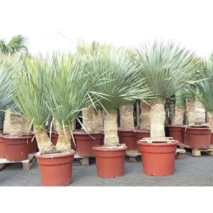 Yucca Rostrata 2 stämmig / Köpfe Palme 160 - 180 cm, Stamm 40 - 60 cm winterhart