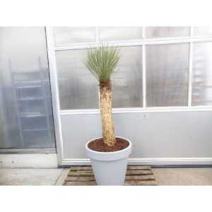 Yucca Rostrata Mexico, Palme, 170 cm, Stamm 78 cm winterhart