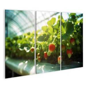 islandburner Leinwandbild Bio-Landwirtschaftskonzept: Frische Erdbeerreihen aus Gewächshäusern K