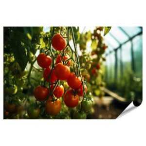 islandburner Poster Konzept Bio-Bauernhof: Reife rote Tomatencluster im Gewächshaus Küche
