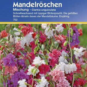 Clarkia unguiculata Mandelröschen-Mischung